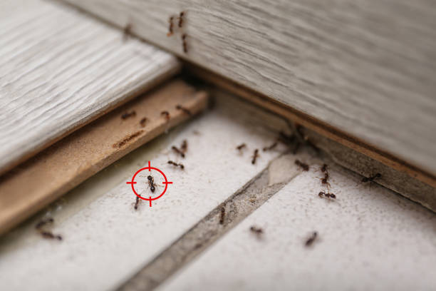 Best Termite Control Services  in Hanapepe, HI