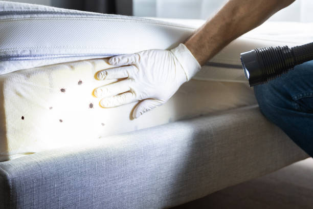 Best Residential Pest Control  in Hanapepe, HI