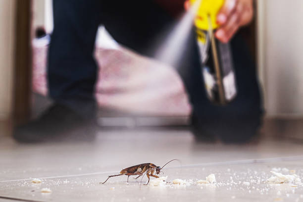 Best Wasp Removal Services  in Hanapepe, HI